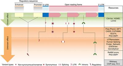 Resources and tools for rare disease variant interpretation